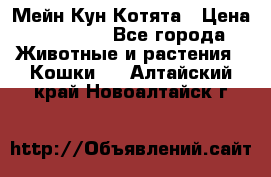 Мейн Кун Котята › Цена ­ 15 000 - Все города Животные и растения » Кошки   . Алтайский край,Новоалтайск г.